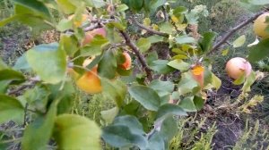 Яблоня ГОЛДЕН ДЕЛИШЕС