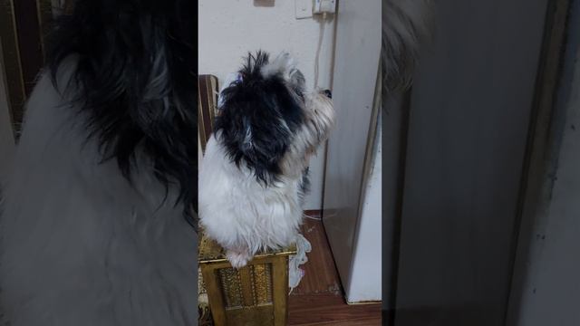 #short OREO The Dog who loves somebody to comb his hair