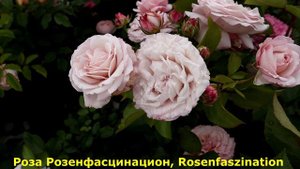 3 РОЗЫ Кордес- Мои летние фавориты по цветению, стойкие и здоровые! https://vk.com/klumba7ru