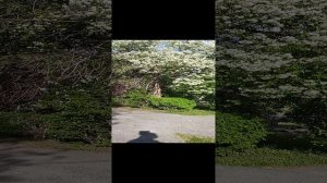 Алея невеста