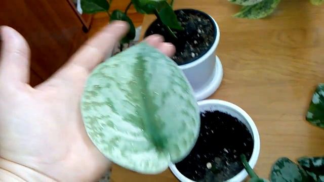 Комнатные цветы/растения. Осенний обзор вьющихся комнатных растений.