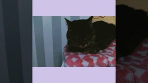 Что такое кошачья мята? Как ей пользоваться? И для чего она нужна? #мята #котик