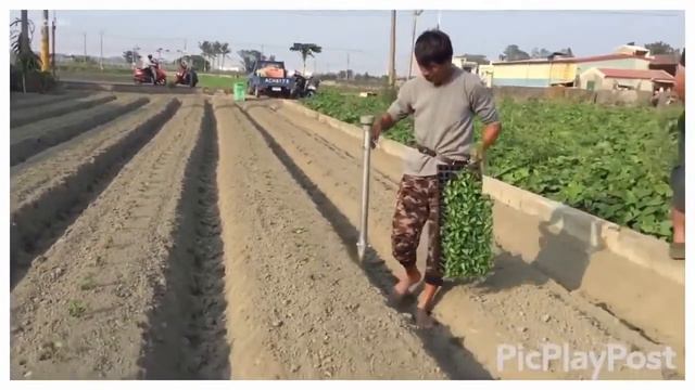 How to plant pepper in China смотреть онлайн