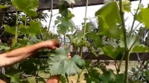 Обрезка винограда весной или в начале лета