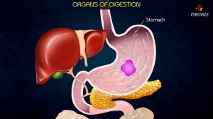 ORGANS OF DIGESTION - Animated Introduction to gastrointestinal physiology