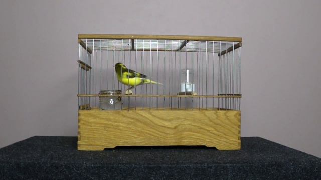 Молодой голосок. Ученик 2022. кольцо КМY06 смотреть онлайн