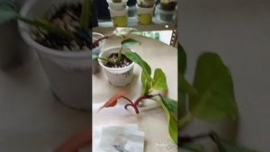 Срезала деток у филодендронов