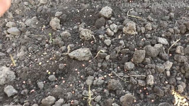 В 100 Раз Мощнее Навоза! В Огороде Всё Растёт Прекрасно Без Вредителей и Болезней!