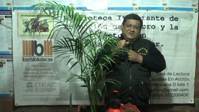 Palmera areca (Dypsis lutescens) смотреть онлайн