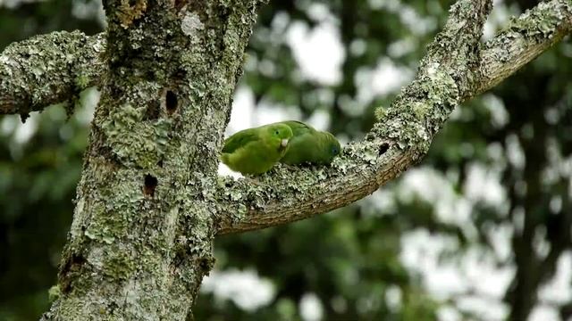 Umirujuća muzika za ublažavanje stresa ? Opuštajući pjev ptica ? Umirujuća muzika za dobro zdravlje смотреть онлайн