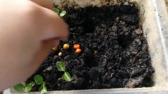 Murraya Paniculata or Kamuning sample propagation from seeds смотреть онлайн