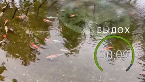 ДЫХАТЕЛЬНАЯ ПРАКТИКА БЕЗ ЗАДЕРЖКИ ДЫХАНИЯ