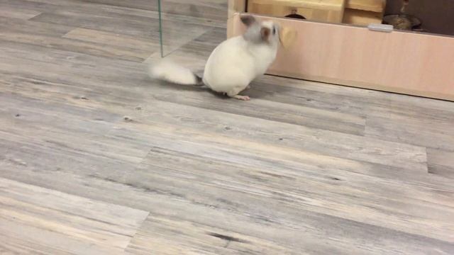 Chinchilla наводит порядок. Дом шиншиллы смотреть онлайн