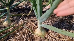 ПРИМЕНЕНИЕ ВОЛШЕБНОГО УДОБРЕНИЯ на разных растениях в разном грунте. ПОДКОРМКА работает  вовремя.