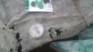Подвой для арбуза, дыни от Романа Колибабчука