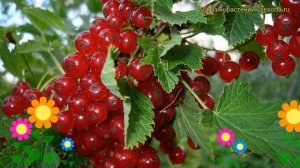 Смородина красная Маарсес Проминент. Краткий обзор, описание ribes rubrum Maarses Prominent