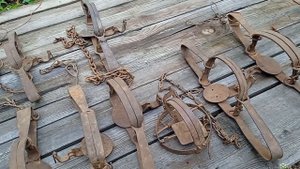 Обзор моих капканов на БАРСУКА И НА ЛИСУ