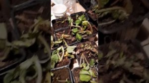 рассада из питомника ягодное подворье.