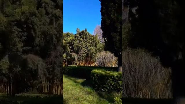 Парк "Южные культуры". Сочи. Адлер. Сириус. смотреть онлайн