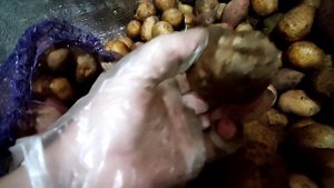 Пора доставать КАРТОФЕЛЬ из погреба. Как я проращиваю КАРТОФЕЛЬ, супер простой способ.