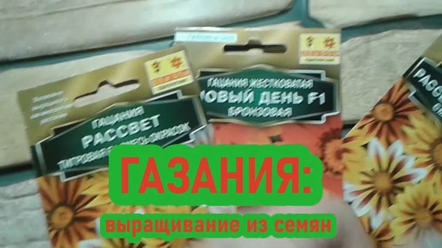 Гацания: выращивание  из семян