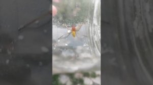 Ядовитый паук "Жёлтый мешок"