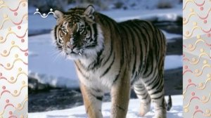 Школа Шишкиного Леса.  География.  Животный мир тайги