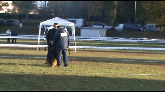 Главная выставка ВКВНО КСУ 2016 TAFGAY AUS DER KLEIN ZWINGER смотреть онлайн