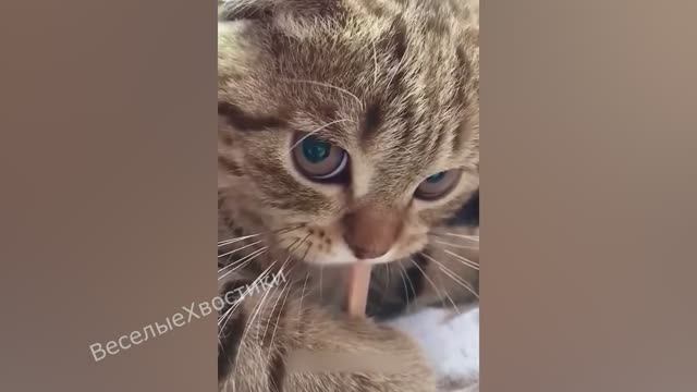 СМЕШНЫЕ ЖИВОТНЫЕ 2023 ЛУЧШИЕ ПРИКОЛЫ С КОТАМИ И CОБАКАМИ смотреть онлайн