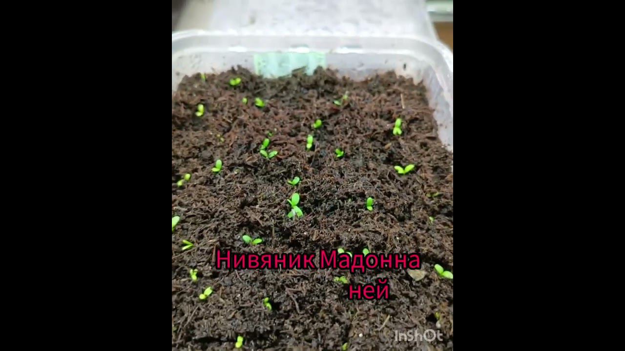 Как изменились посевы за 5 дней! #посевлобелии #посевнивянника #посевгигантскойпетунии
