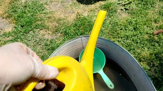 Догляд за квітами влітку.