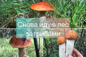 Снова иду в лес за грибами