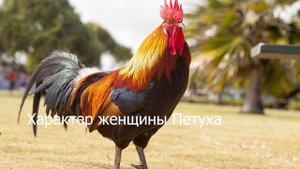Женщина рождённая в год Петуха