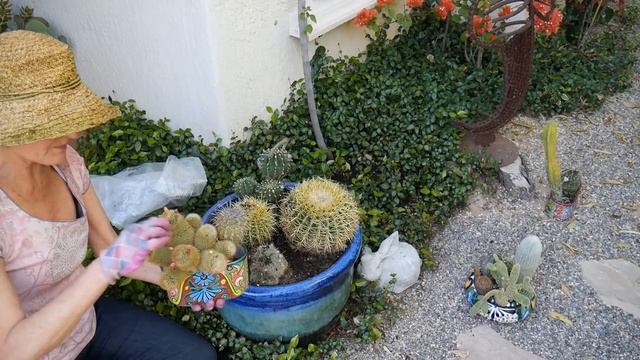 Planting & Working With Cacti: A Mixed Planting Starring Golden Barrel Cactus / Joy Us Garden смотреть онлайн