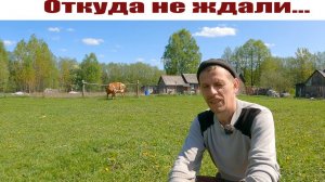 О проблемках с коровами, которых не ожидали, "Белорус" в полях, индюки растут! Жизнь в деревне.
