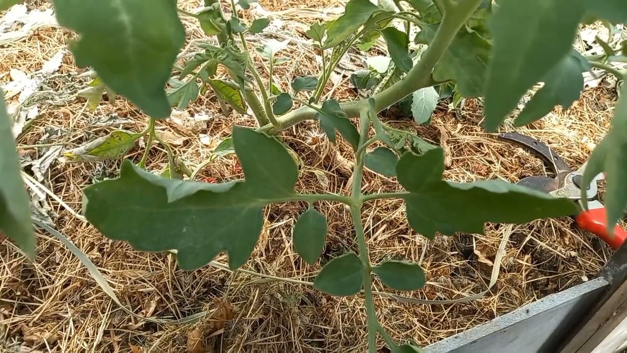 Уход за томатами. Удаление пасынков. смотреть онлайн