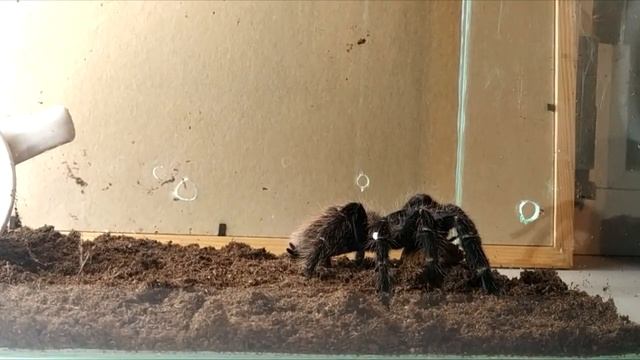 Паук ПТИЦЕЕД против шипящего мадагаскарского ТАРАКАНА. смотреть онлайн