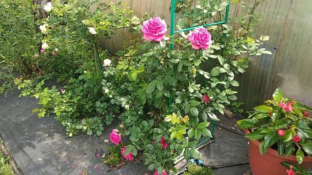 Маритим цветение смотреть онлайн