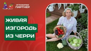 КАК СФОРМИРОВАТЬ ТОМАТЫ ЧЕРРИ В ОТКРЫТОМ ГРУНТЕ