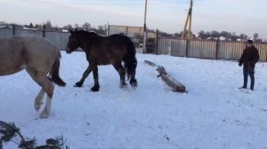 Владимирский тяжеловоз. Vladimir draft horse.