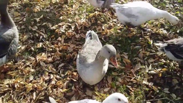 По порядку..становись!!#Деревенскоесело смотреть онлайн