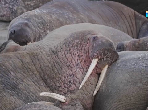 Путешествие на Ямал