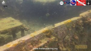 ? Secrets des Eaux de Pattaya Révélés Plongée avec Diodons, Calamars et Tortues près d'Épaves Antiq
