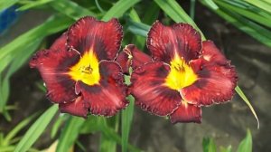 лилейник Purplelicious