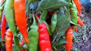Aji Cirel. Сорт острого перца