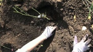 Роза Клер Роуз посадка осенью