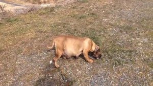 Канарский дог