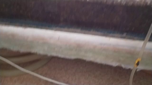 Болезнь для живородящих аквариумных рыб. смотреть онлайн