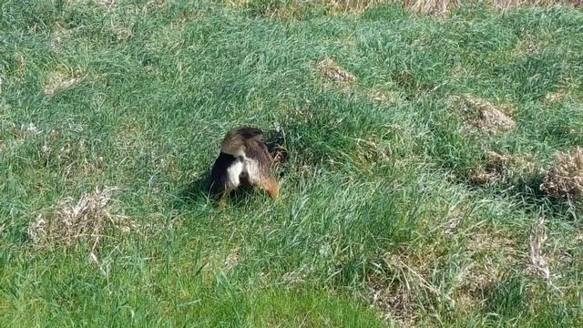 Наши кормилицы на выпасе смотреть онлайн