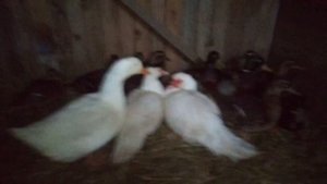 Кряквы, Пекинская утка и Индоутки.